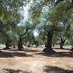 La Mimosa Vacanze