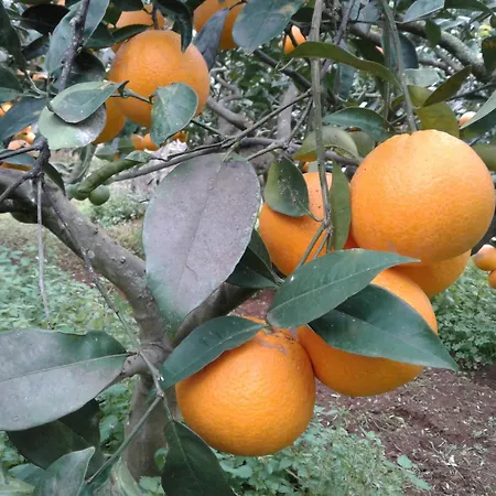 La Mimosa Vacanze