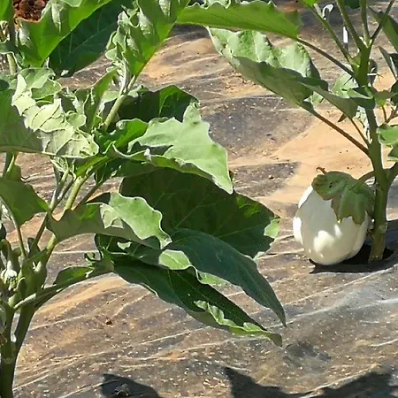 ファームステイ La Mimosa Vacanze マルサラ