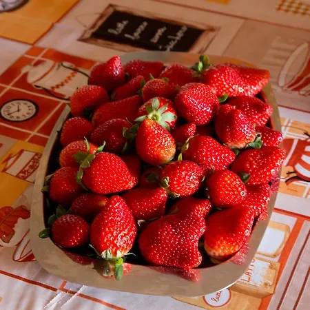 La Mimosa Vacanze Farm stay *