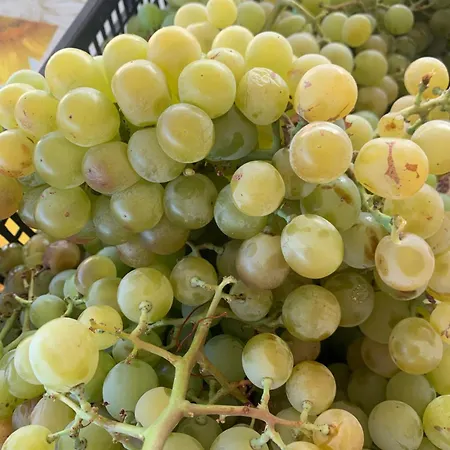 La Mimosa Vacanze * マルサラ