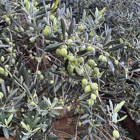 ファームステイ La Mimosa Vacanze マルサラ