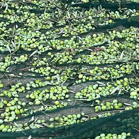 La Mimosa Vacanze * マルサラ