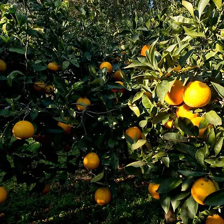 La Mimosa Vacanze * マルサラ