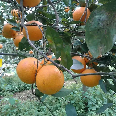 La Mimosa Vacanze Farm stay
