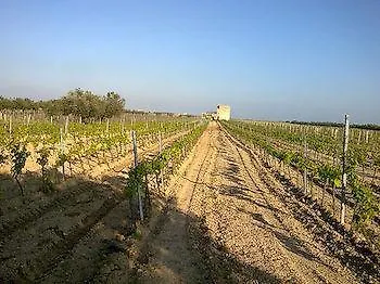 La Mimosa Vacanze Farm stay *