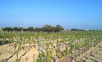 La Mimosa Vacanze Marsala