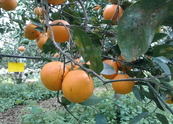 La Mimosa Vacanze Feriegård