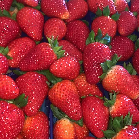 Gospodarstwo agroturystyczne La Mimosa Vacanze *