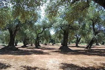 La Mimosa Vacanze